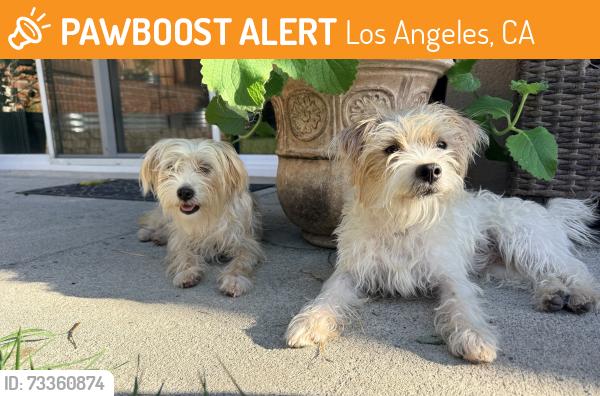 Found/Stray Unknown Dog last seen Near jesse owens park, Los Angeles, CA 90047