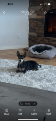 Reunited Male Dog last seen 28th and 138th, Vancouver, WA 98682