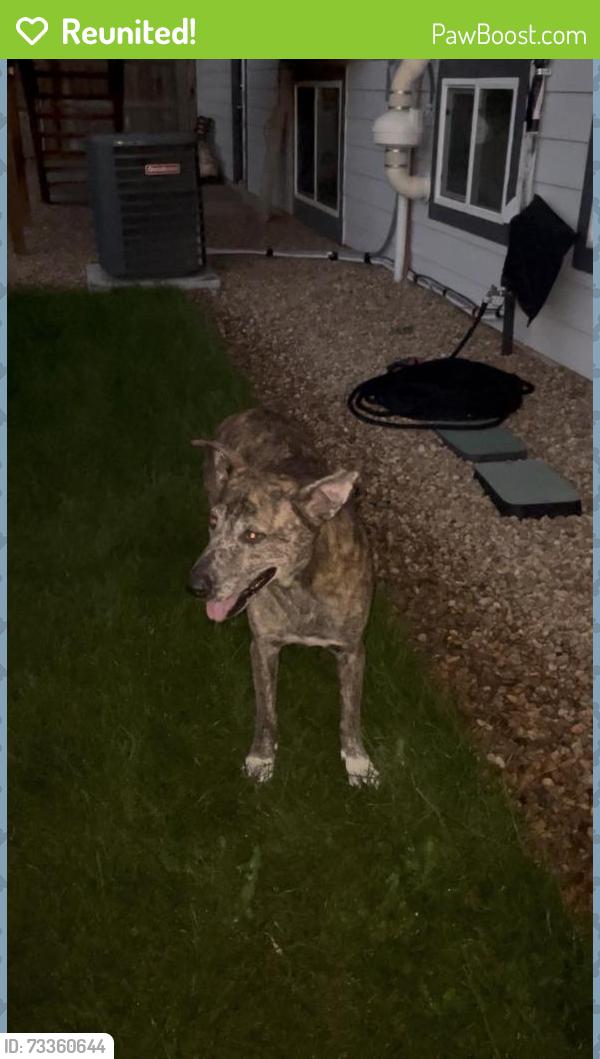 Reunited Female Dog last seen Acres Green Drive and Park Medows Drive, Lone Tree, CO 80124