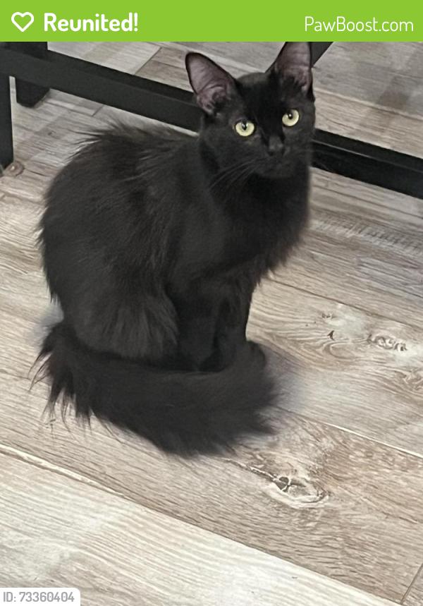 Reunited Female Cat last seen Cravey Trail and Cravey Dr, DeKalb County, GA 30345