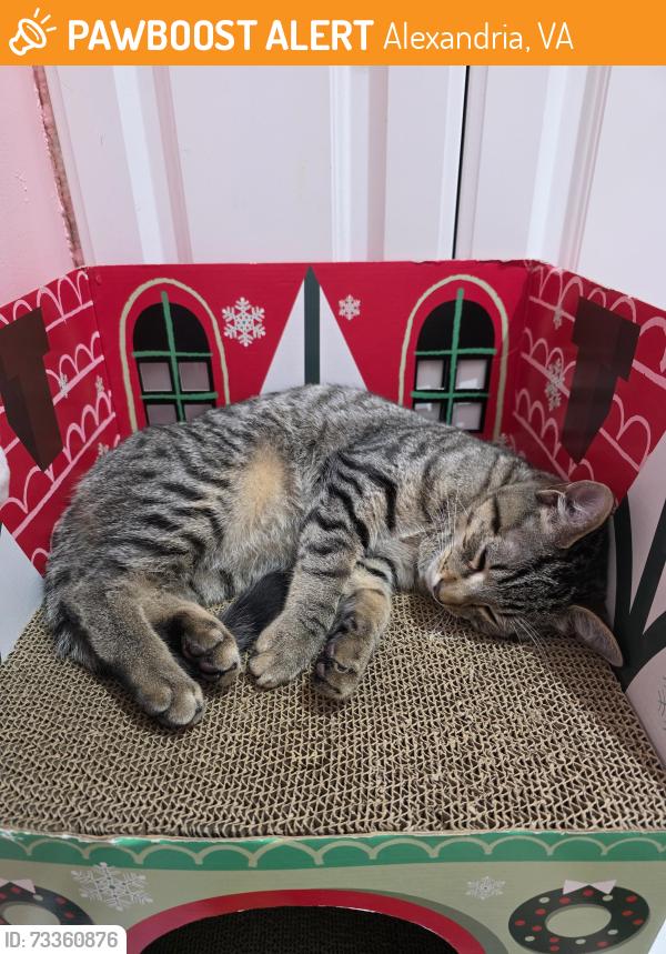 Found/Stray Male Cat last seen Hybla Valley Community Center, Alexandria, VA 22306