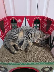 Found/Stray Male Cat last seen Hybla Valley Community Center, Alexandria, VA 22306