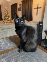 Lost Male Cat last seen Wagon Trail Larrycrest Dr Jerrycrest Dr Becky Ln, Pearland, TX 77584