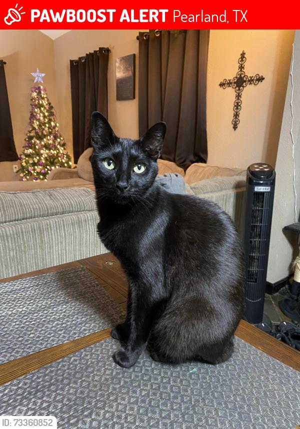 Lost Male Cat last seen Wagon Trail Larrycrest Dr Jerrycrest Dr Becky Ln, Pearland, TX 77584
