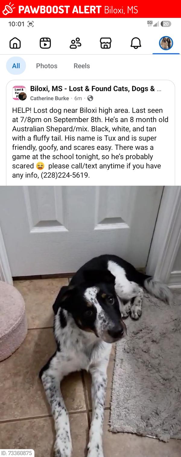 Lost Male Dog last seen Neighborhoods behind Biloxi High School, Biloxi, MS 39532