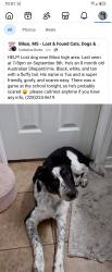 Lost Male Dog last seen Neighborhoods behind Biloxi High School, Biloxi, MS 39532