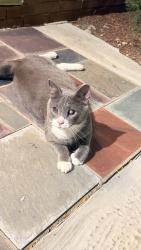 Reunited Unknown Cat last seen Roselle Park, Roselle Park, NJ 07204