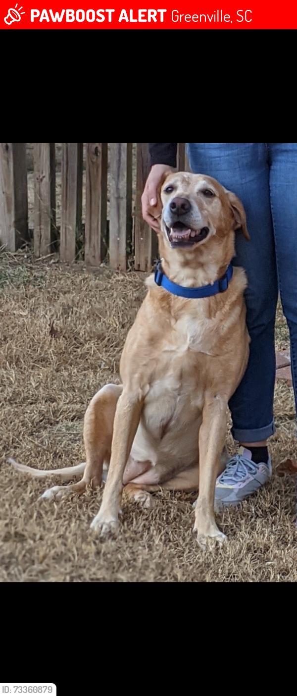 Lost Female Dog last seen Near South Fairfield Rd, Greenville, SC 29605