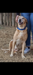 Lost Female Dog last seen Near South Fairfield Rd, Greenville, SC 29605