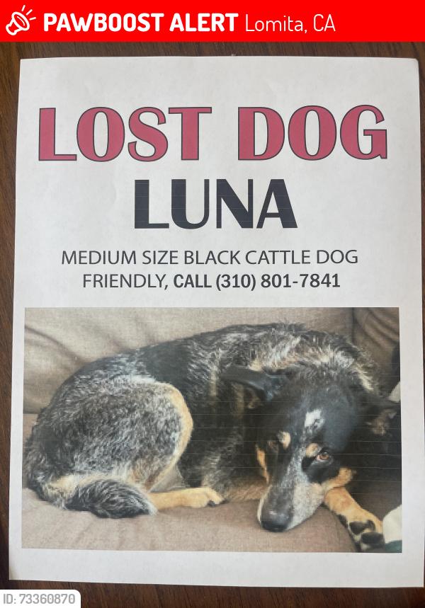 Lost Male Dog last seen 251st St & PCH, Lomita, CA 90717