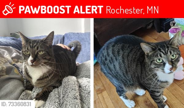 Lost Male Cat last seen Winchester apmts, Rochester, MN 55901