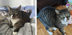 Lost Male Cat last seen Winchester apmts, Rochester, MN 55901