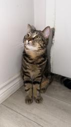 Lost Male Cat last seen Gradwell dr Scarborough, Toronto, ON 