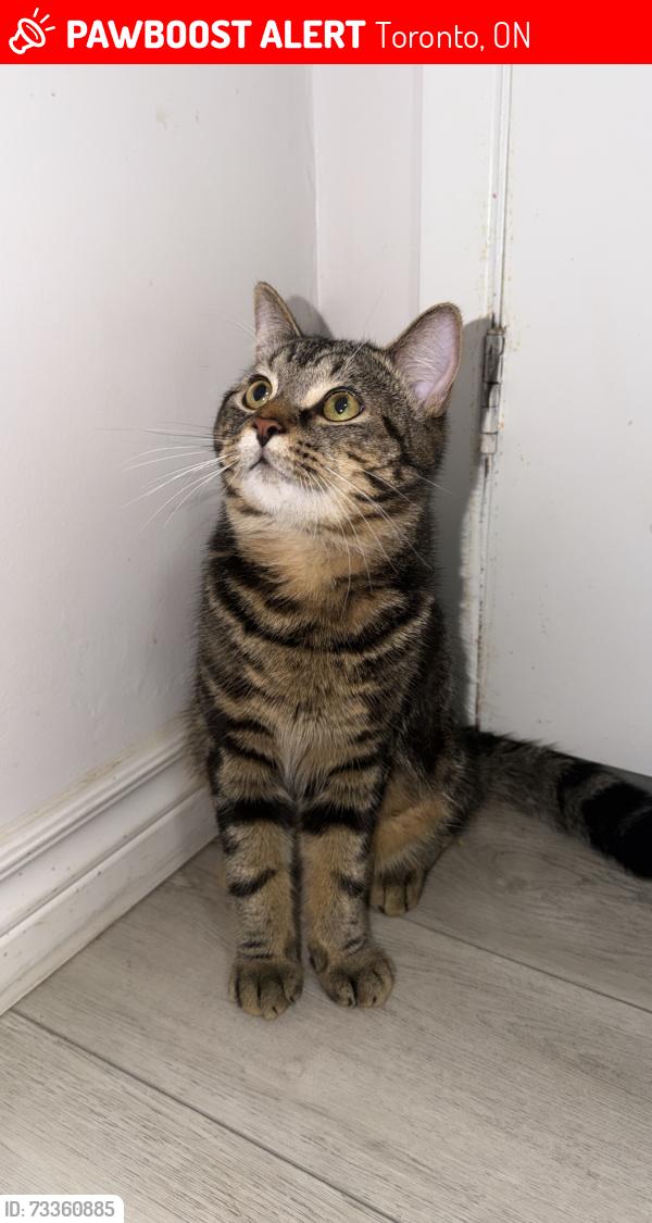 Lost Male Cat last seen Gradwell dr Scarborough, Toronto, ON 