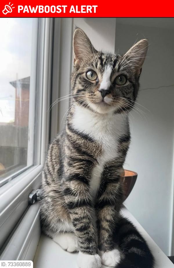 Lost Male Cat last seen Yours supermarket, Saint Matthews, England LE1 2LB