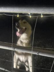 Found/Stray Unknown Dog last seen Near st 208ave, Miami-Dade County, FL 33030