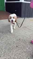 Lost Female Dog last seen by Crosstown Plumbing, East Orange, NJ 07018