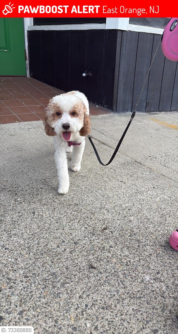 Lost Female Dog last seen by Crosstown Plumbing, East Orange, NJ 07018