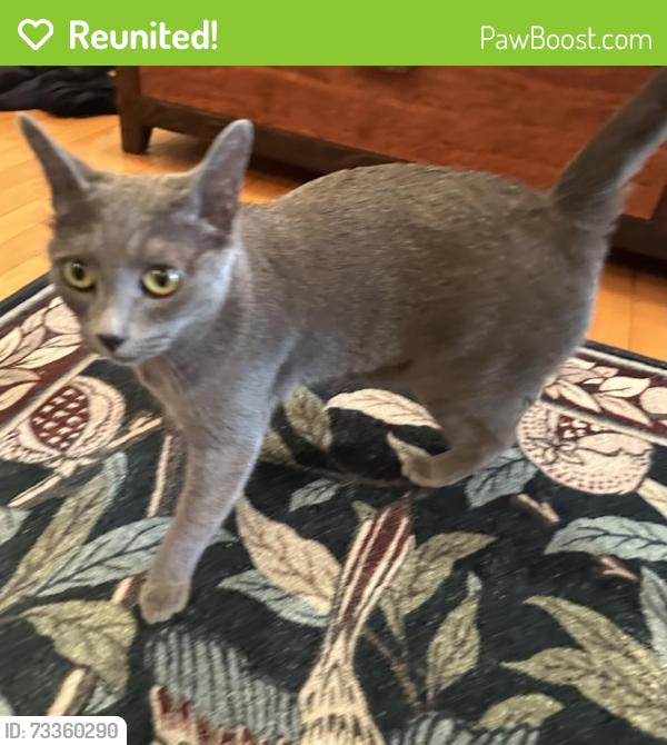 Reunited Female Cat last seen Rose and Lincoln in Venice, Los Angeles, CA 90291