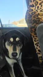 Lost Male Dog last seen La mesa Blvd & Jackson Dr, La Mesa, CA 91942