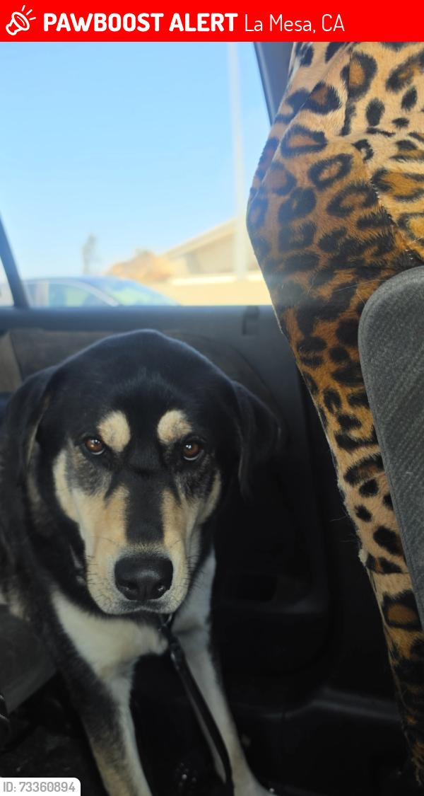 Lost Male Dog last seen La mesa Blvd & Jackson Dr, La Mesa, CA 91942