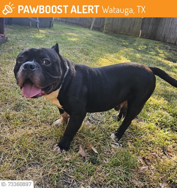 Found/Stray Male Dog last seen Watauga, Watauga, TX 76148