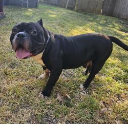 Found/Stray Male Dog last seen Watauga, Watauga, TX 76148