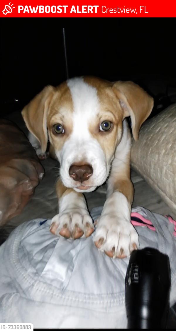 Lost Male Dog last seen On Blakely across from spring hill cemetery, Crestview, FL 32536