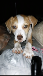 Lost Male Dog last seen On Blakely across from spring hill cemetery, Crestview, FL 32536