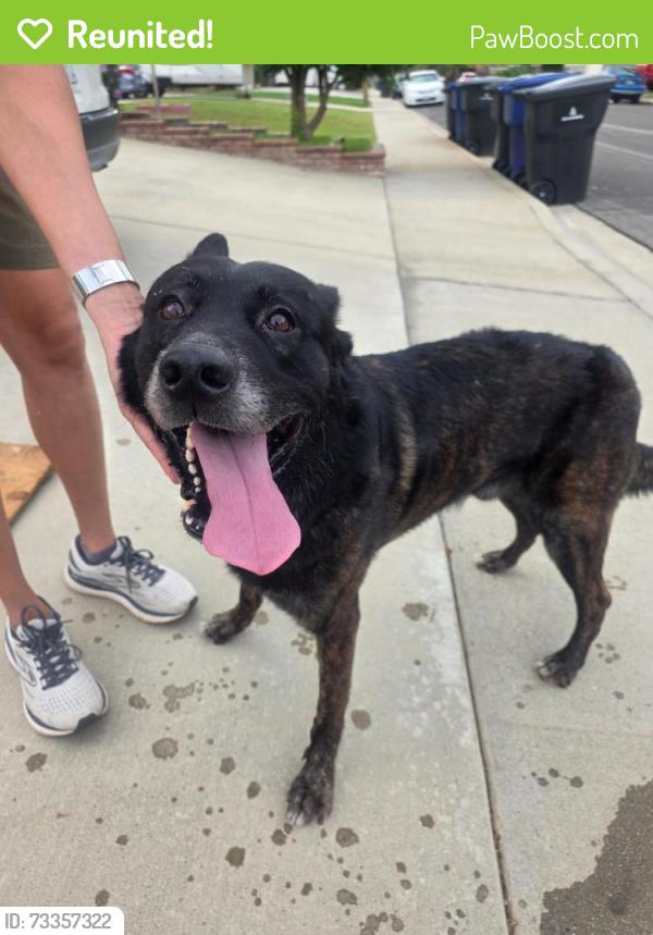 Reunited Male Dog last seen Golden and Lavern, Riverside, CA 92505