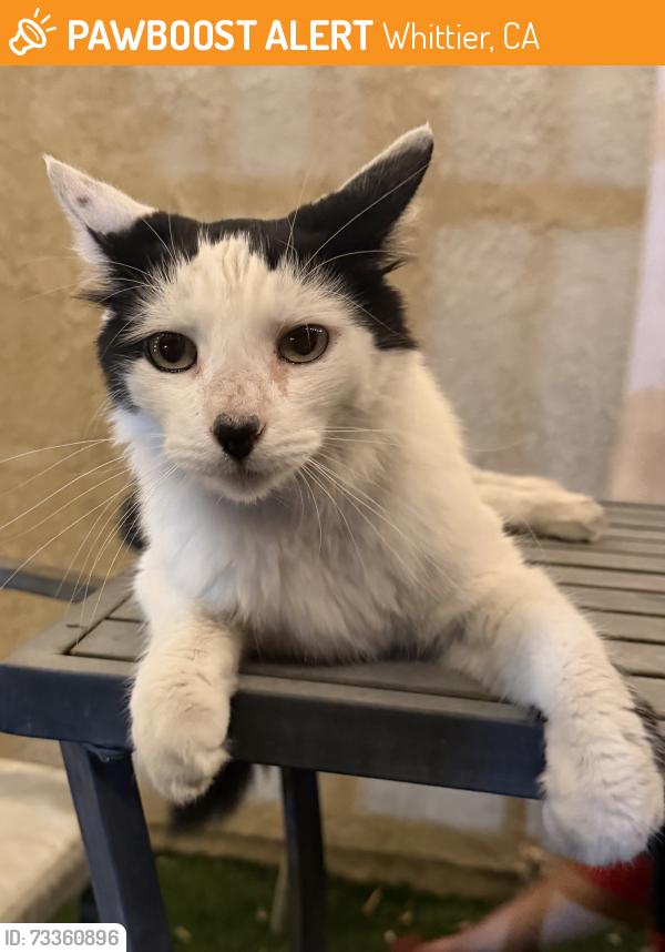 Found/Stray Unknown Cat last seen Spyglass Hill Rd., Whittier, CA 90601