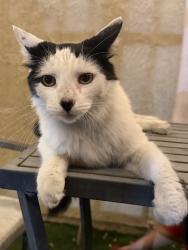 Found/Stray Unknown Cat last seen Spyglass Hill Rd., Whittier, CA 90601