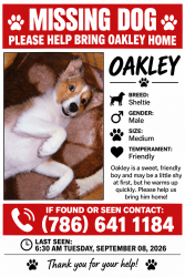 Lost Male Dog last seen Near W 74th st, Hialeah, FL 33016