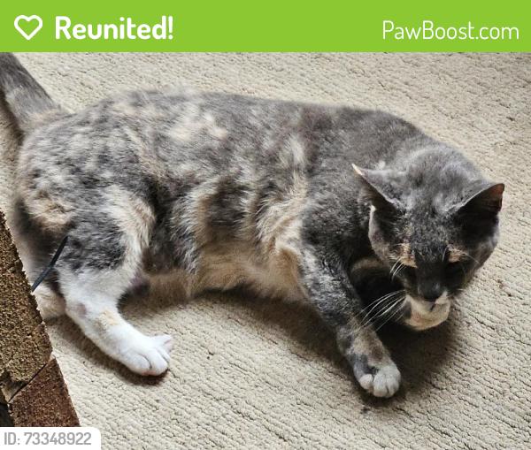 Reunited Female Cat last seen Muirfield square, sweet bottom drive, Duluth, GA 30096