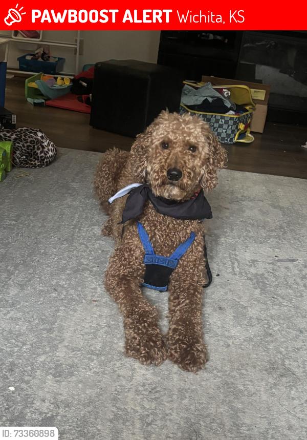 Lost Male Dog last seen 37th and Woodlawn, Wichita, KS 67220