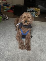 Lost Male Dog last seen 37th and Woodlawn, Wichita, KS 67220