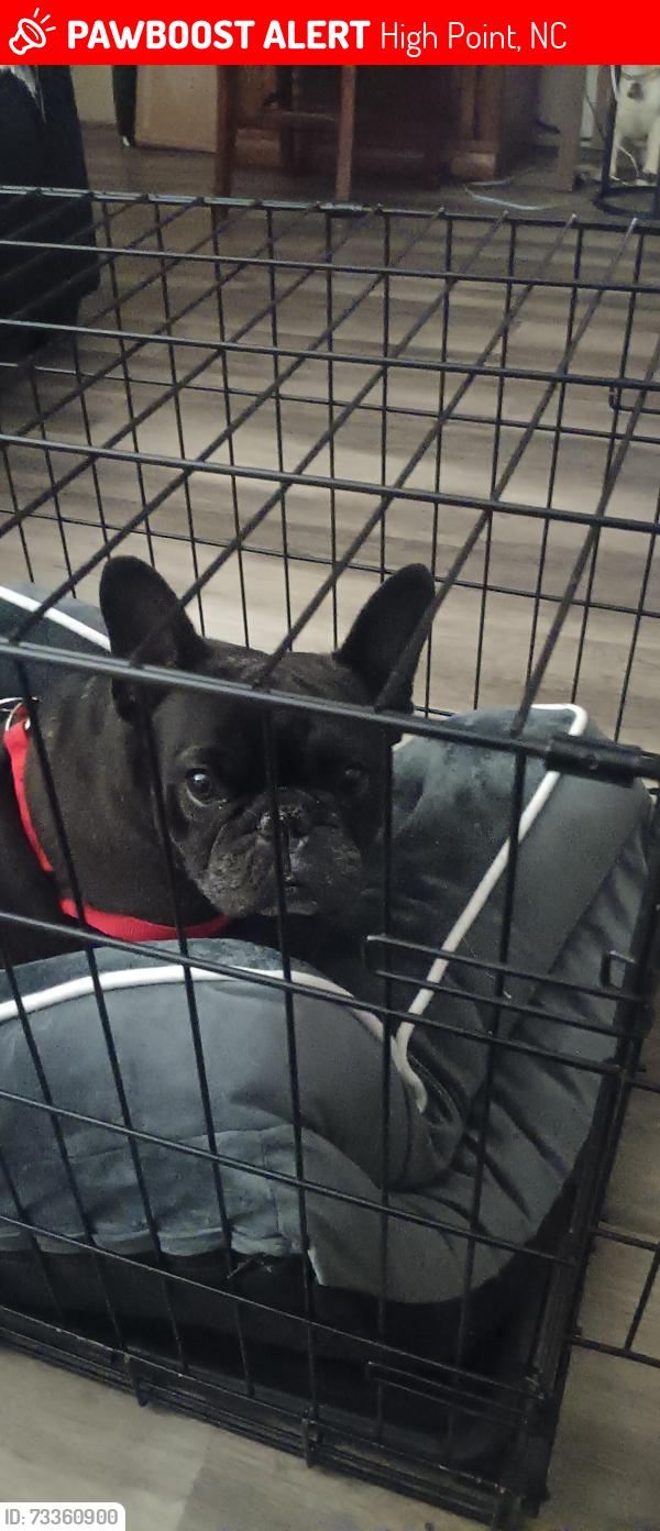 Lost Female Dog last seen Uwharrie rd apt B, High Point, NC 27263
