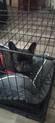 Lost Female Dog last seen Uwharrie rd apt B, High Point, NC 27263