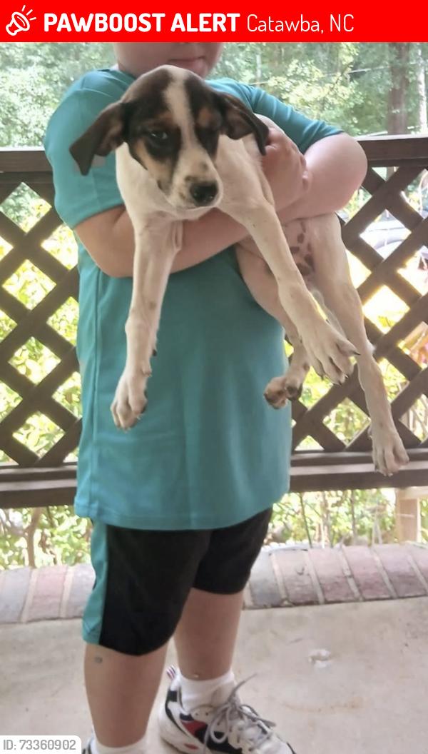 Lost Male Dog last seen Near 3rd ave se Catawba, Catawba, NC 28609