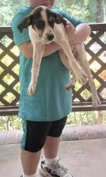 Lost Male Dog last seen Near 3rd ave se Catawba, Catawba, NC 28609