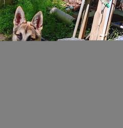 Lost Female Dog last seen Wood creek pl Gainesville GA 30507, Hall County, GA 30507
