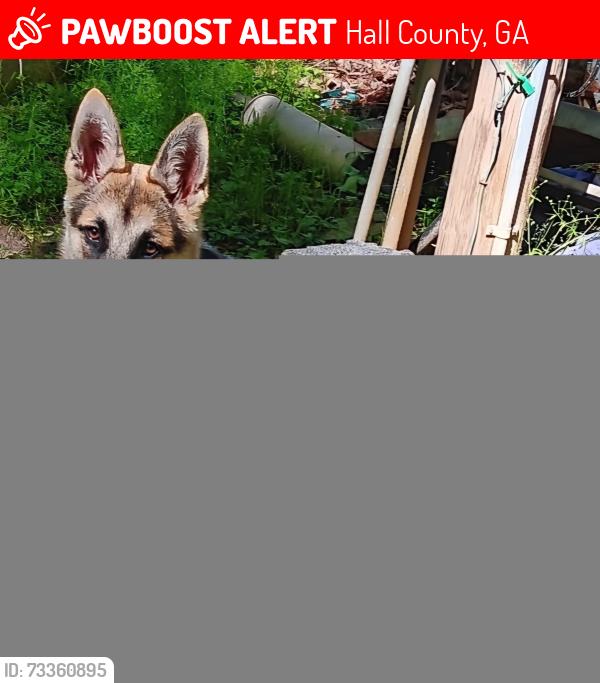 Lost Female Dog last seen Wood creek pl Gainesville GA 30507, Hall County, GA 30507