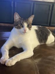 Lost Male Cat last seen Hidden Acres, Round Rock, TX 78664
