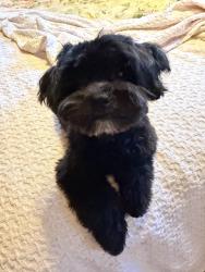 Lost Female Dog last seen South Land Park Drive, Sacramento, CA 95831