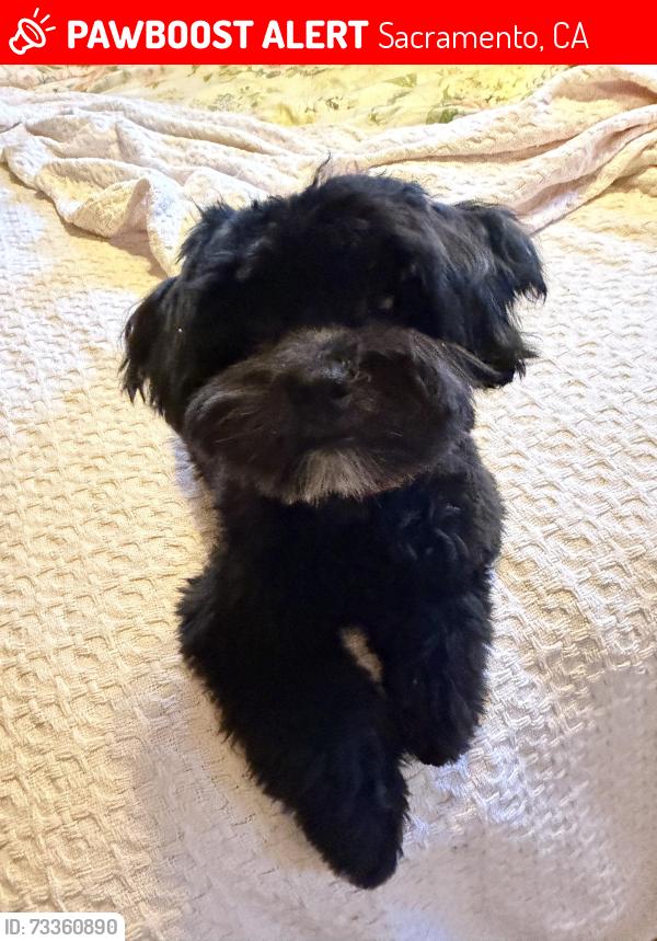 Lost Female Dog last seen South Land Park Drive, Sacramento, CA 95831