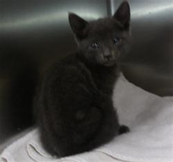 Shelter Stray Unknown Cat last seen , 11361 W Pico Blvd, Los Angeles, CA 90064, USA