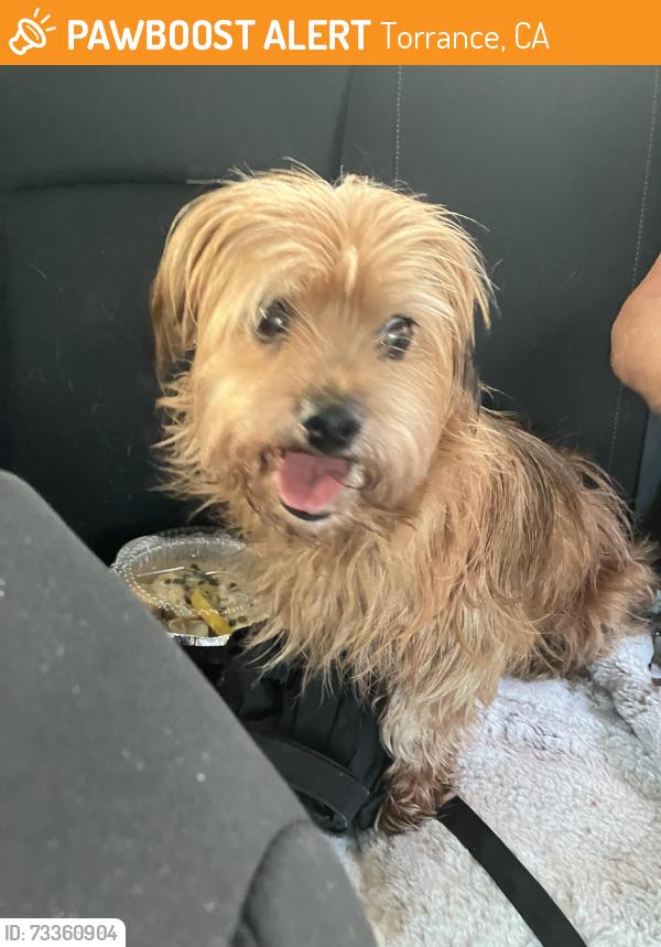 Found/Stray Unknown Dog last seen Lomita Blvd, Torrance, CA 90505