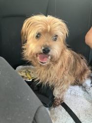 Found/Stray Unknown Dog last seen Lomita Blvd, Torrance, CA 90505