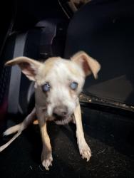 Reunited Male Dog last seen University and Hall, Orlando, FL 32817