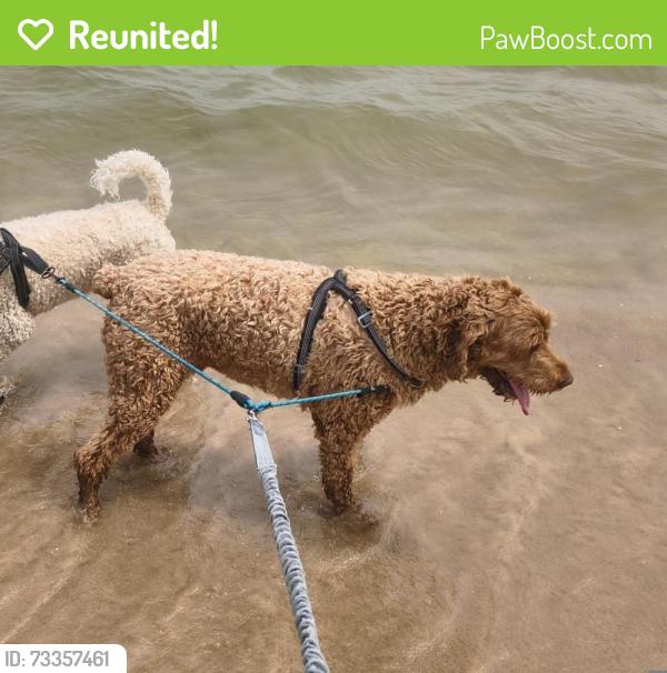 Reunited Male Dog last seen South River st, Appleton, WI 54915